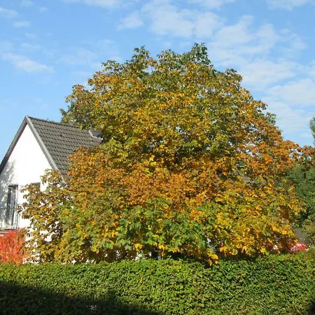 Eifel Gaestewohnung 아파트 블랑켄하임